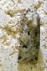 Agrotis trux